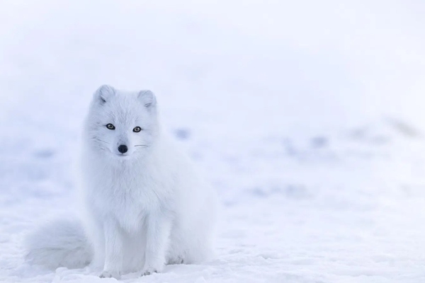 El Ártico: ¡Qué lugar tan frío!